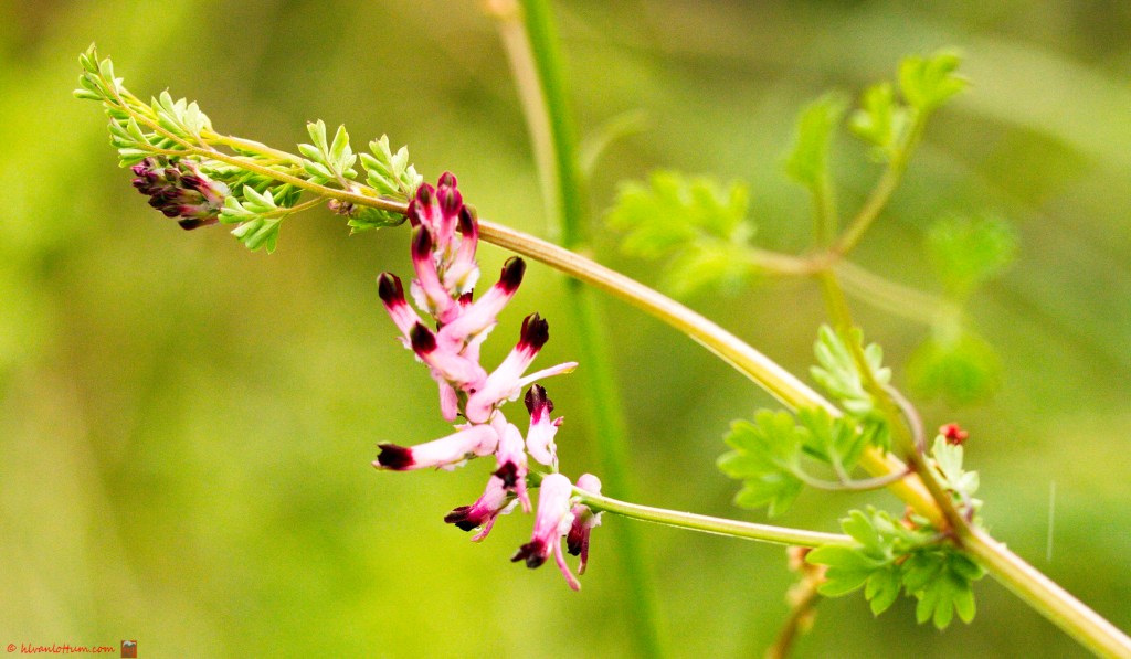 Rankende duivenkervel - Fumaria capreolata