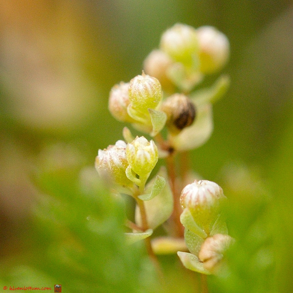 Dwergvlas - Radiola linoides