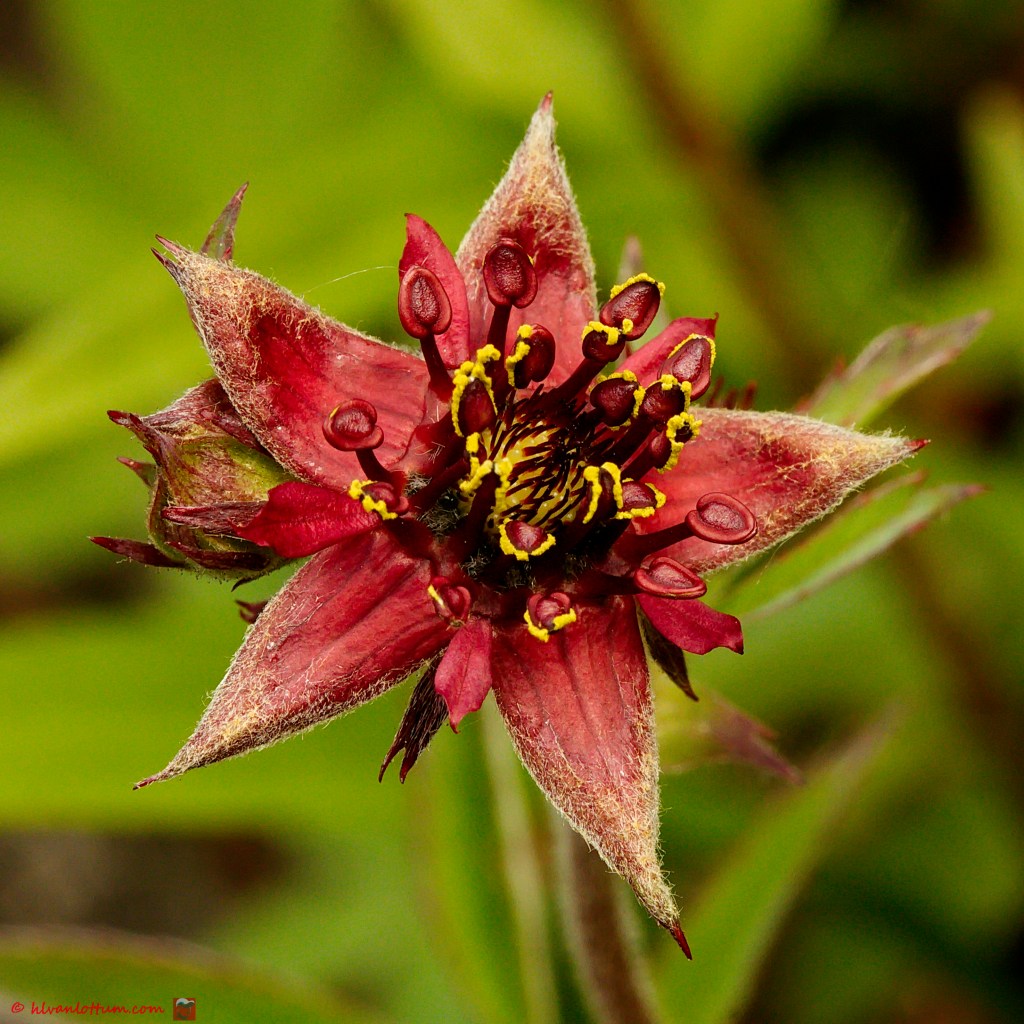 Wateraardbei - Potentilla palustris