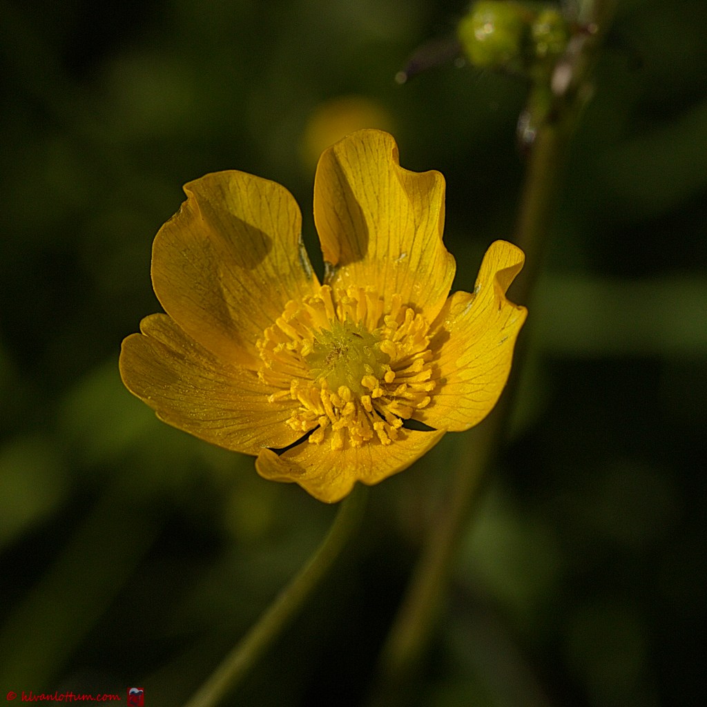 Scherpe boterbloem - Ranunculus acris