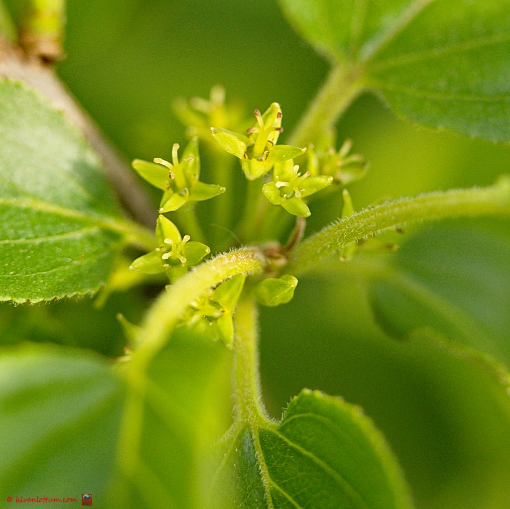 Wegedoorn - Rhamnus cathartica
