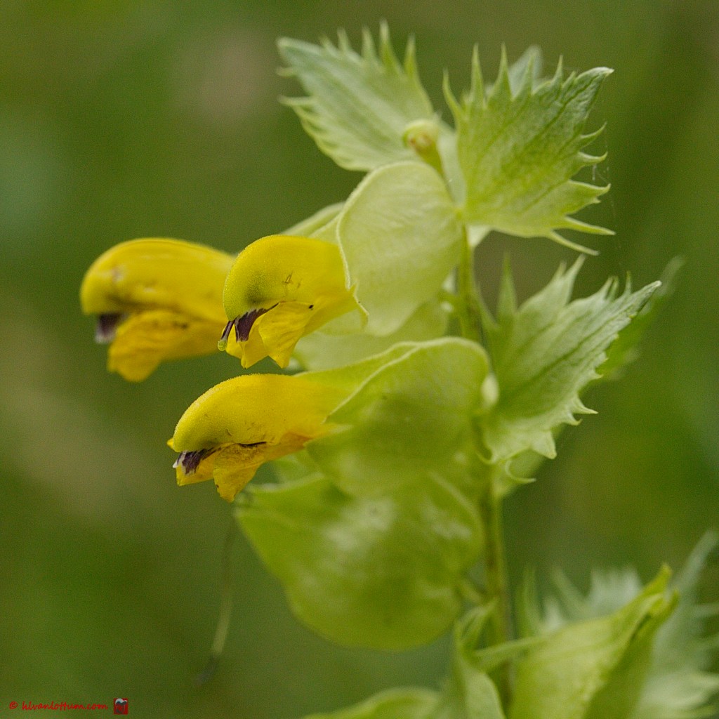 Grote ratelaar - Rhinanthus angustifolium