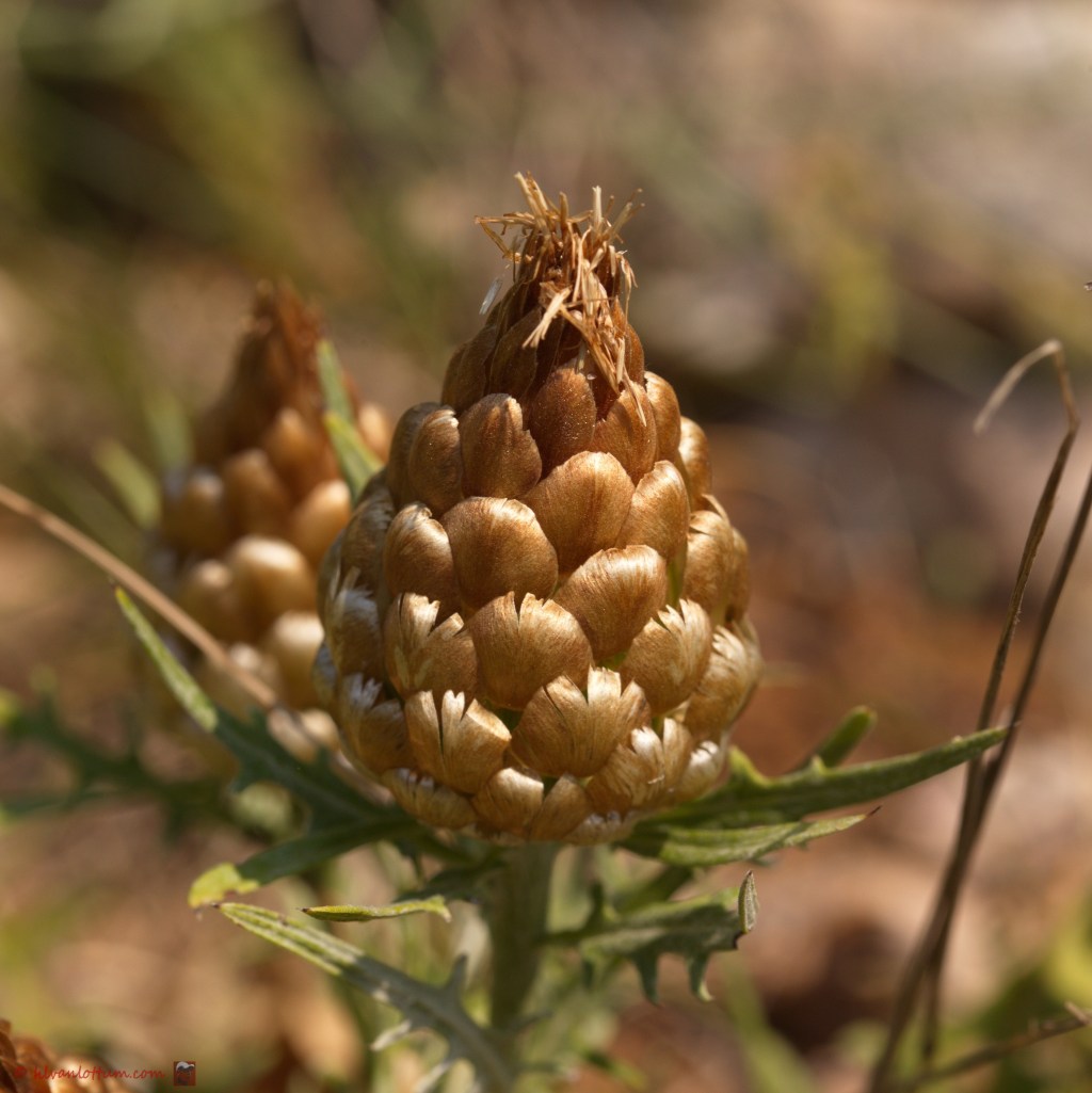 Kegeldragende centauri - Rhaponticum coniferum