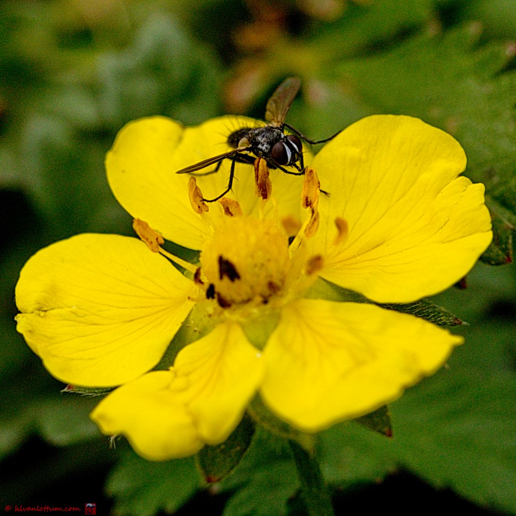 Vijfvingerkruid - Potentilla reptans