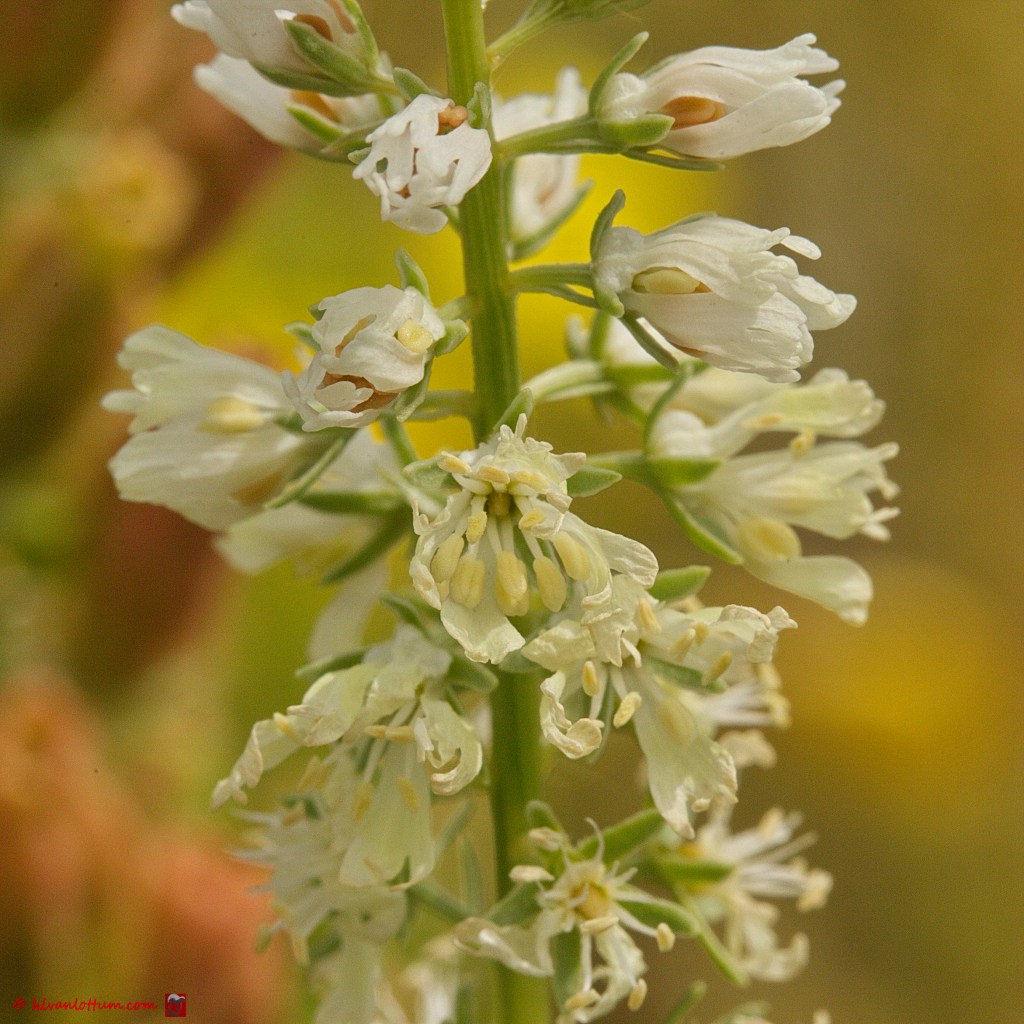 Wouw - Reseda luteola