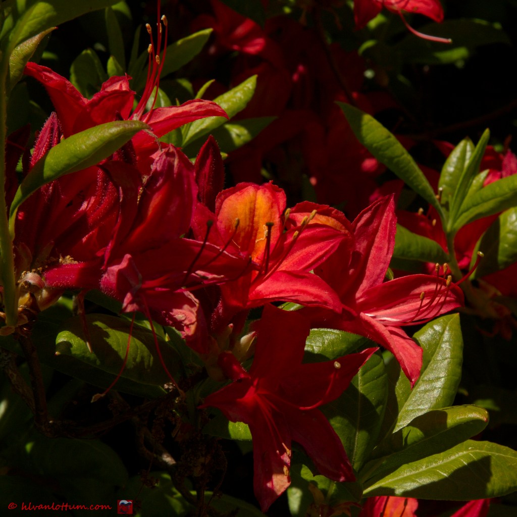 Pontische azalea - Rhododendron luteum