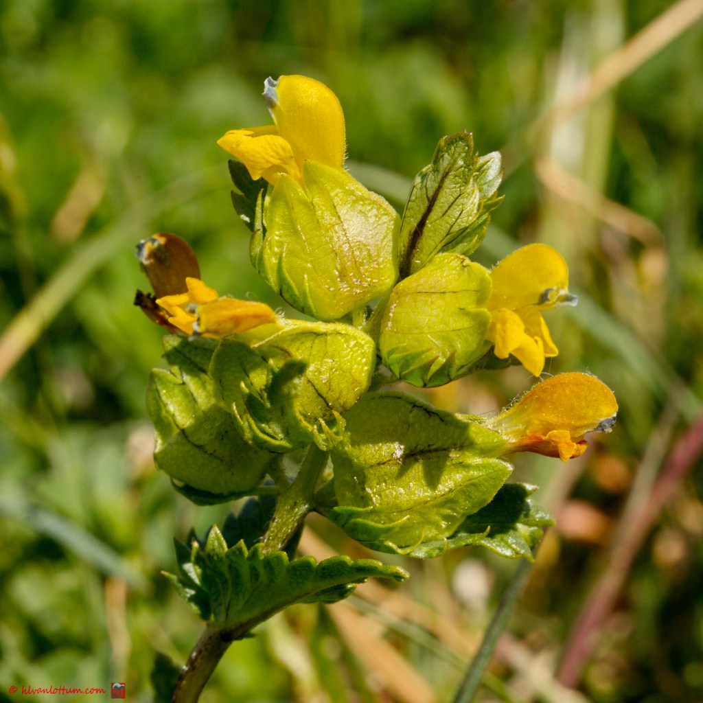 Kleine ratelaar - Rhinanthus minor