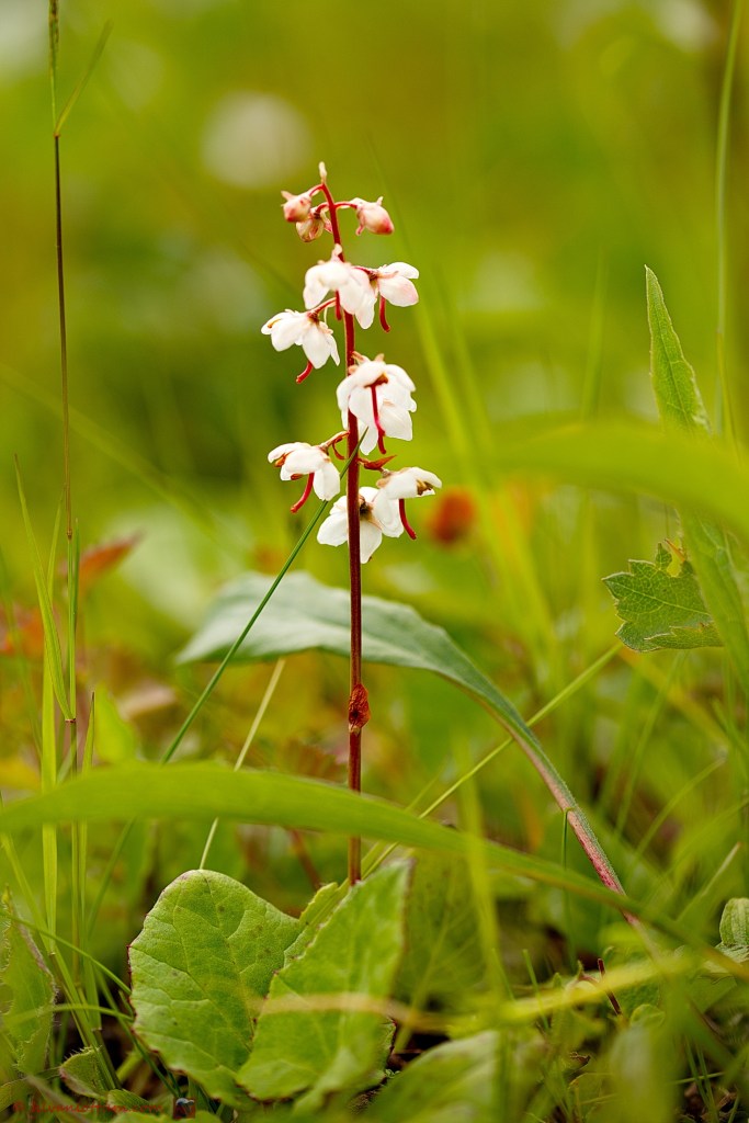 Rond wintergroen - Pyrola rotundifolia
