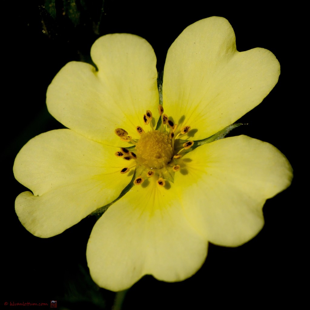 Rechte ganzerik - Potentilla recta