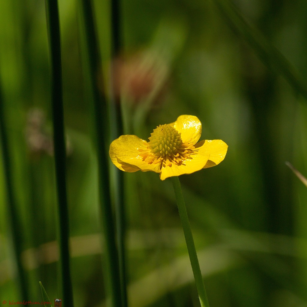 Grote boterbloem - Ranunculus lingua