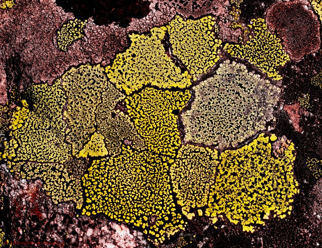 Gewoon landkaartmos - rhizocarpon geographicum