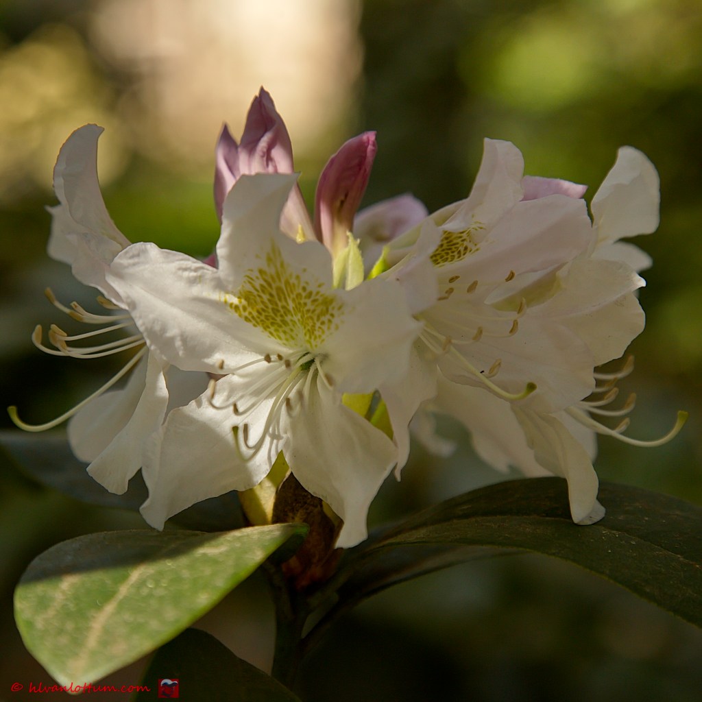 Grote rhododendron - Rhododendron maximum