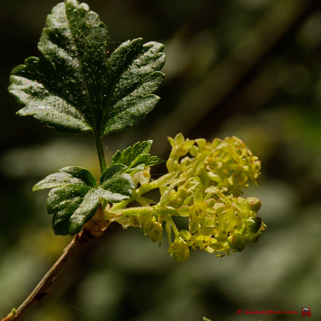 Alpenbes - Ribes alpinum