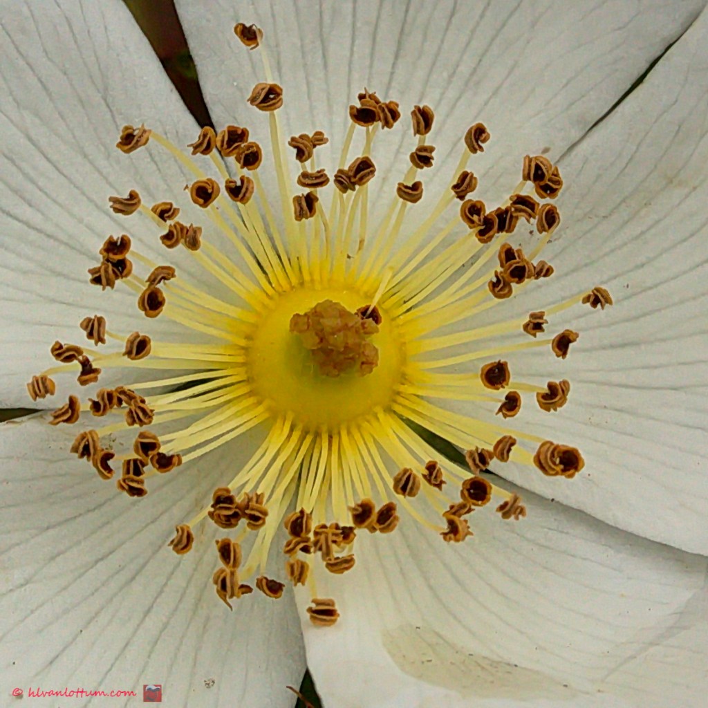 Bosroos - Rosa arvensis