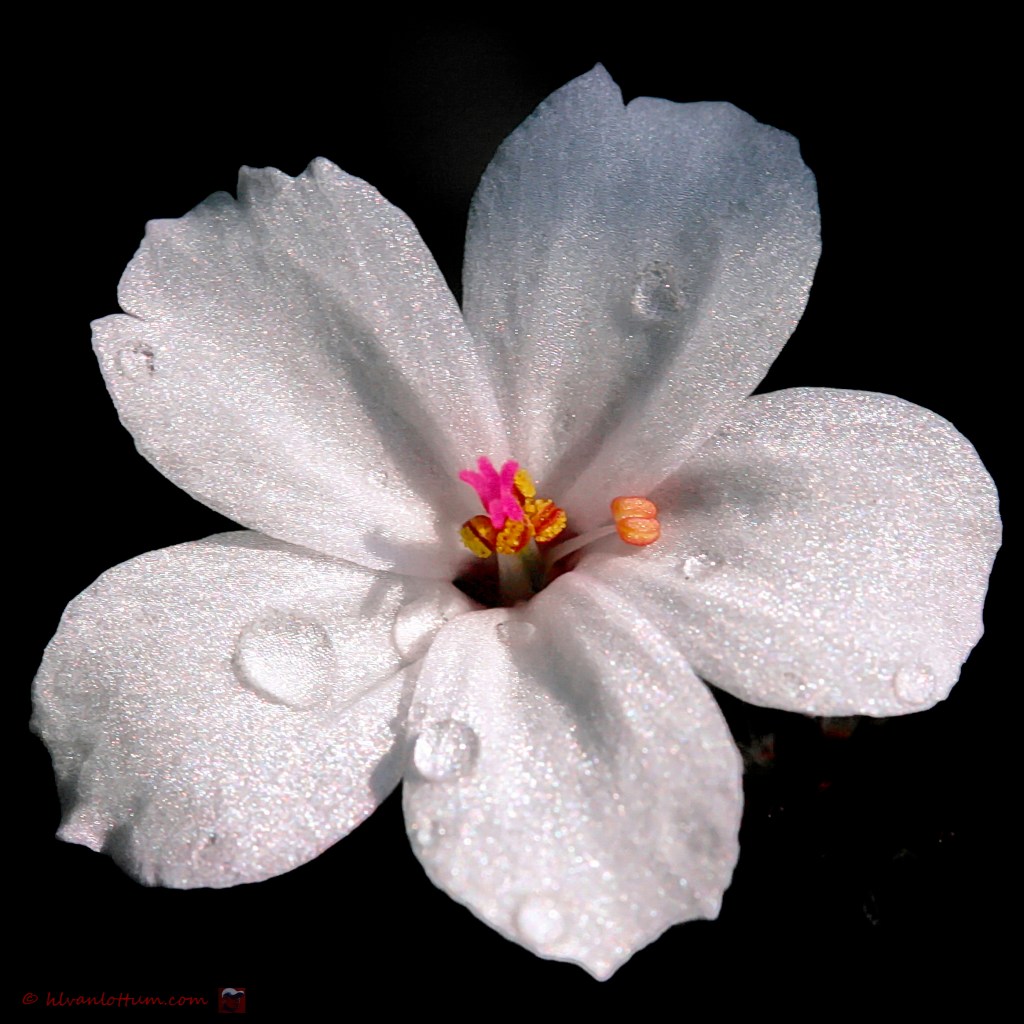 Robertskruid - Geranium robertianum