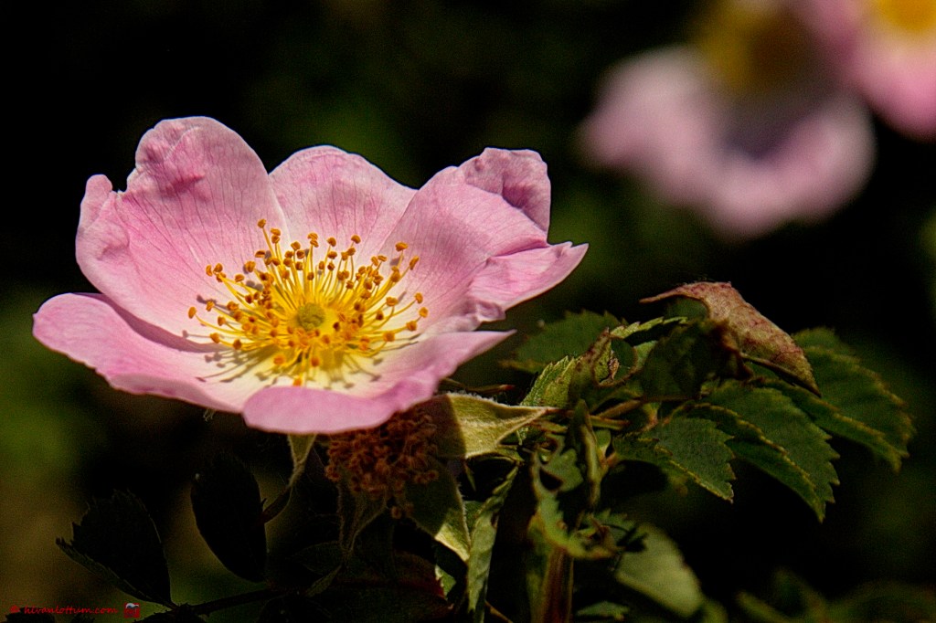 Hondsroos - Rosa canina