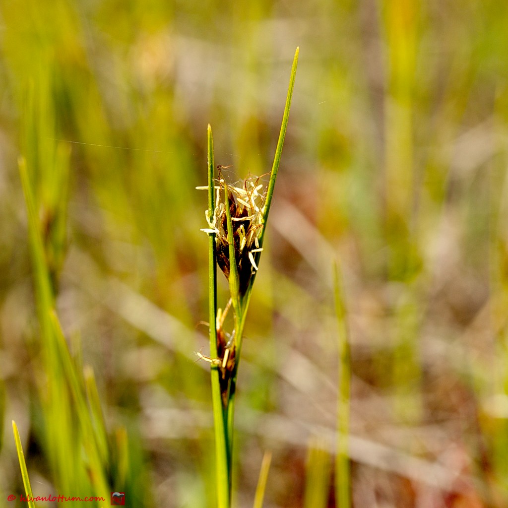 Bruine snavelbies - Rhynchospora fusca
