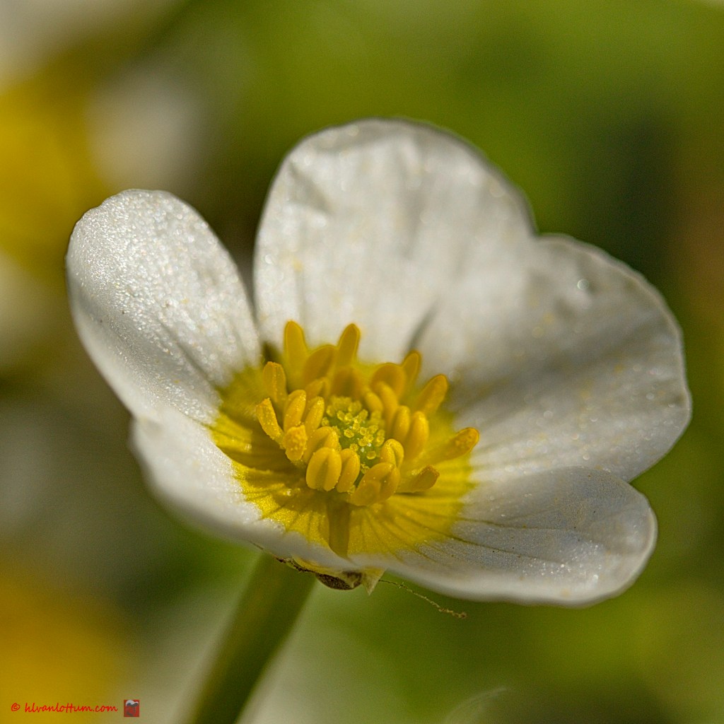 Grote waterranonkel - Ranunculus peltatus
