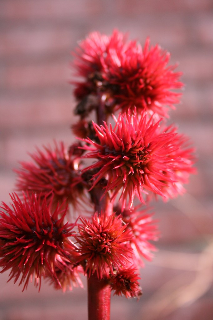 Wonderboom - Ricinus comunis