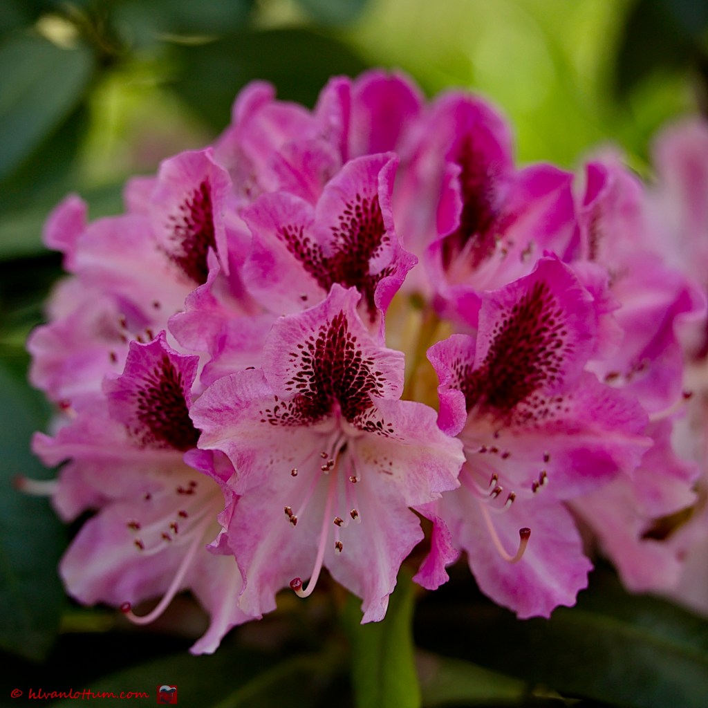 Rododendron