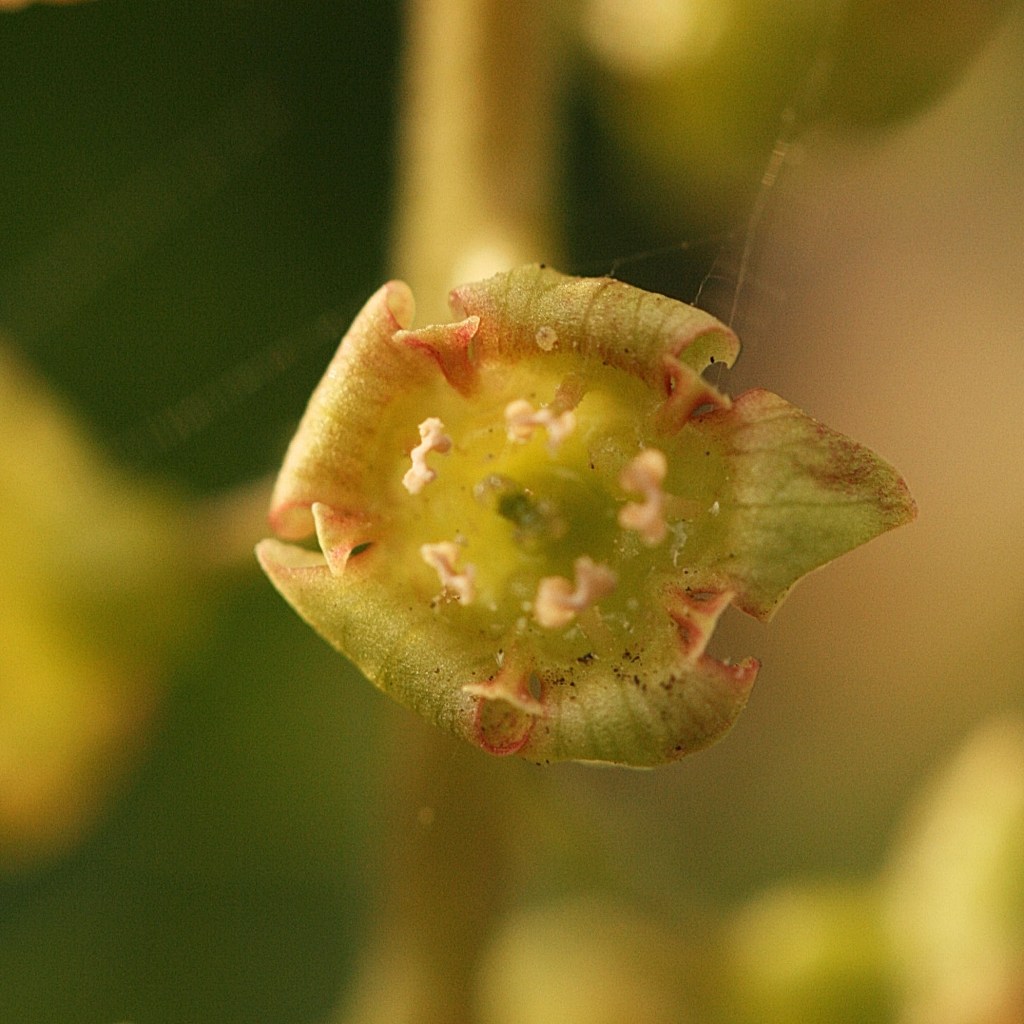 Rode bes - Ribes rubrum