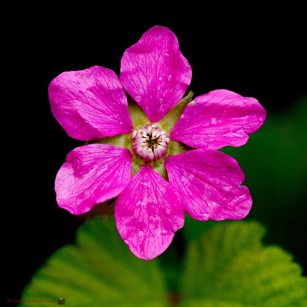 Poolbraam - Rubus articum