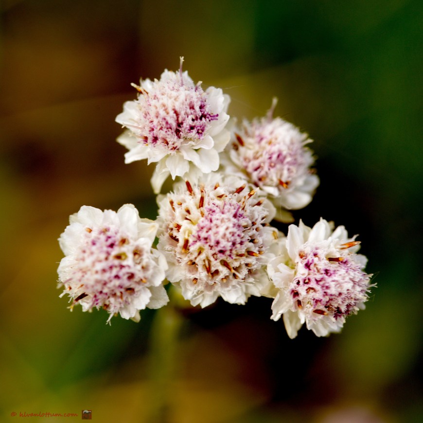 Rozenkransje - Antennaria dioica
