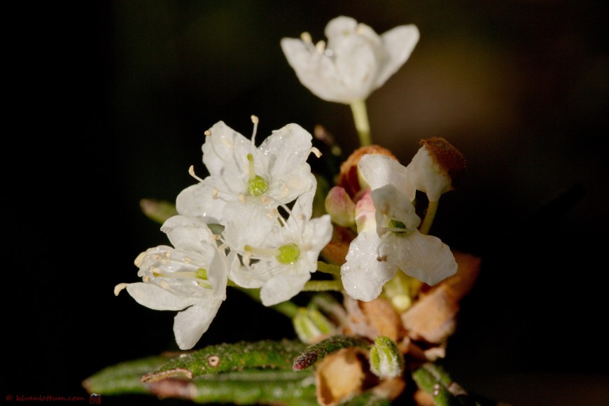 Moeras rozemarijn - Rhododendron tomentosum