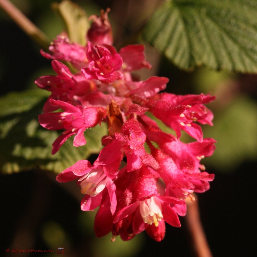 Ribes - Ribes sanguineum