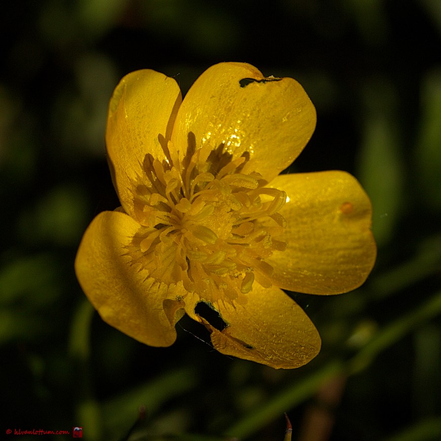 Kruipende boterbloem - Ranunculus repens