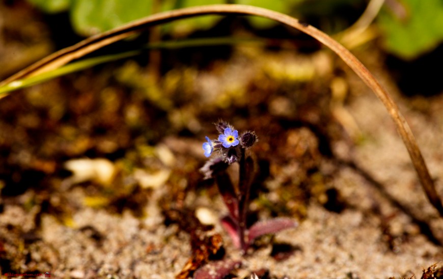 Ruw vergeet-mij-nietje - Myosotis ramosissima