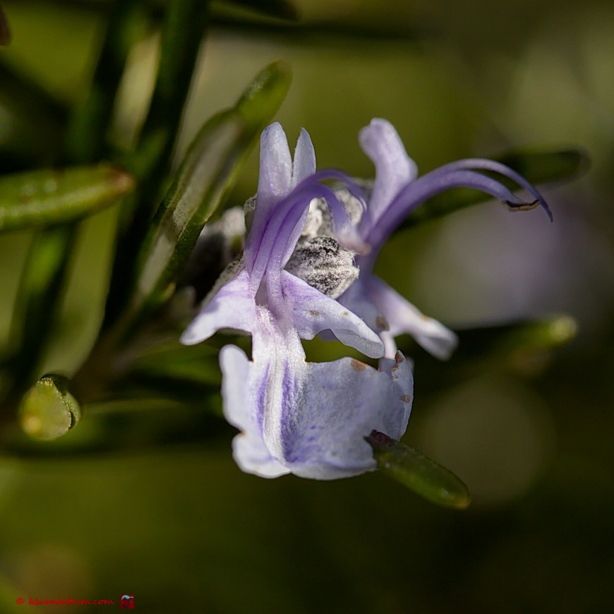 Rozemarijn - Rosmarinus officinalis
