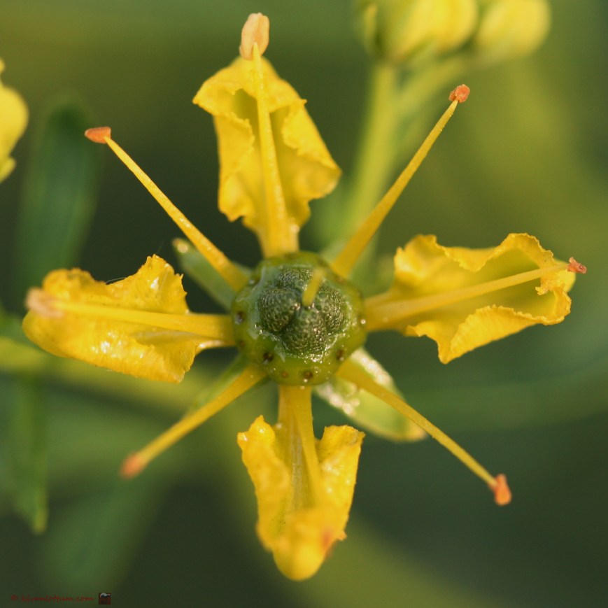 Wijnruit - Ruta graveolens