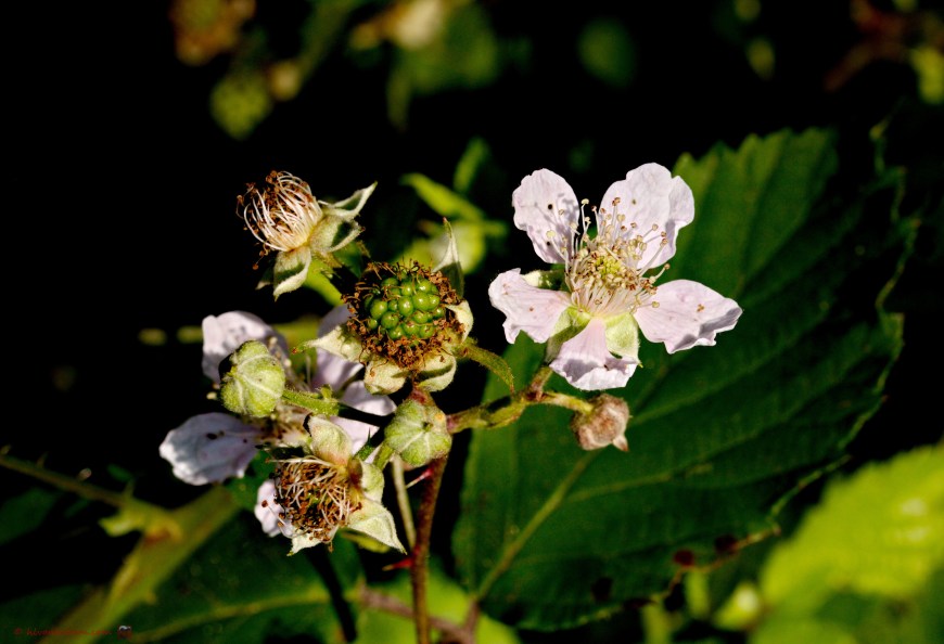 Zwarte braam - Rubus fruticosus