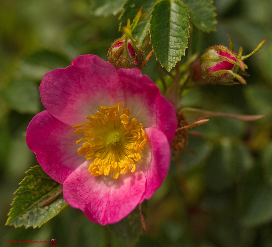 Eglantier - Rosa rubiginosa