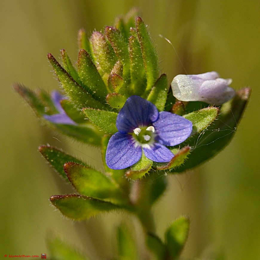 Veldereprijs - Veronica arvensis