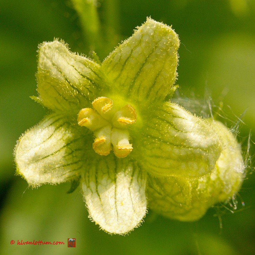 Heggenrank - Bryonia dioica