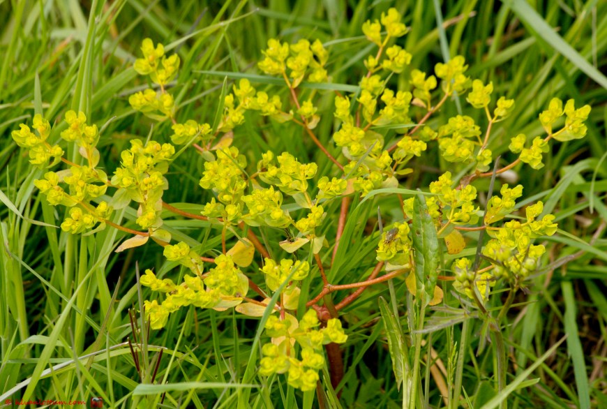 Kroontjeskruid - Euphorbia helioscopa