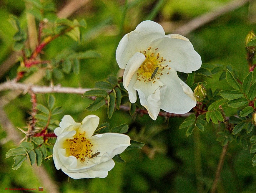 Duinroos - Rosa spinosissima
