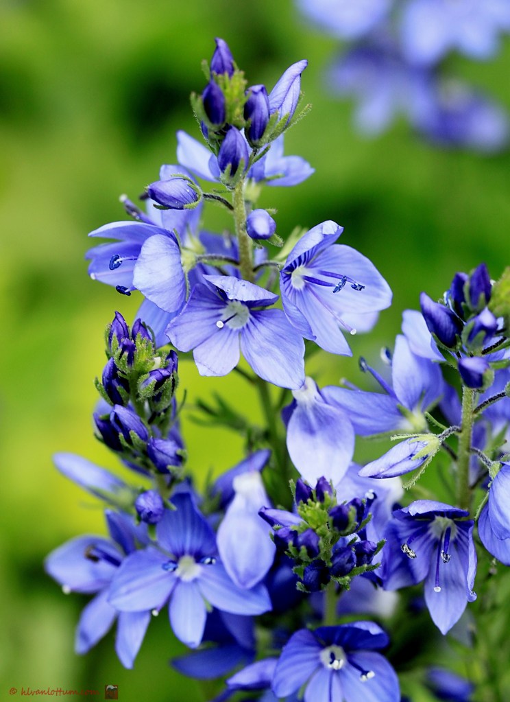 Brede ereprijs - Veronica austriaca