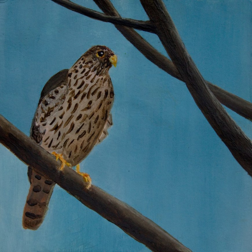 Sperwer - acryl op papier 12 x 12 cm