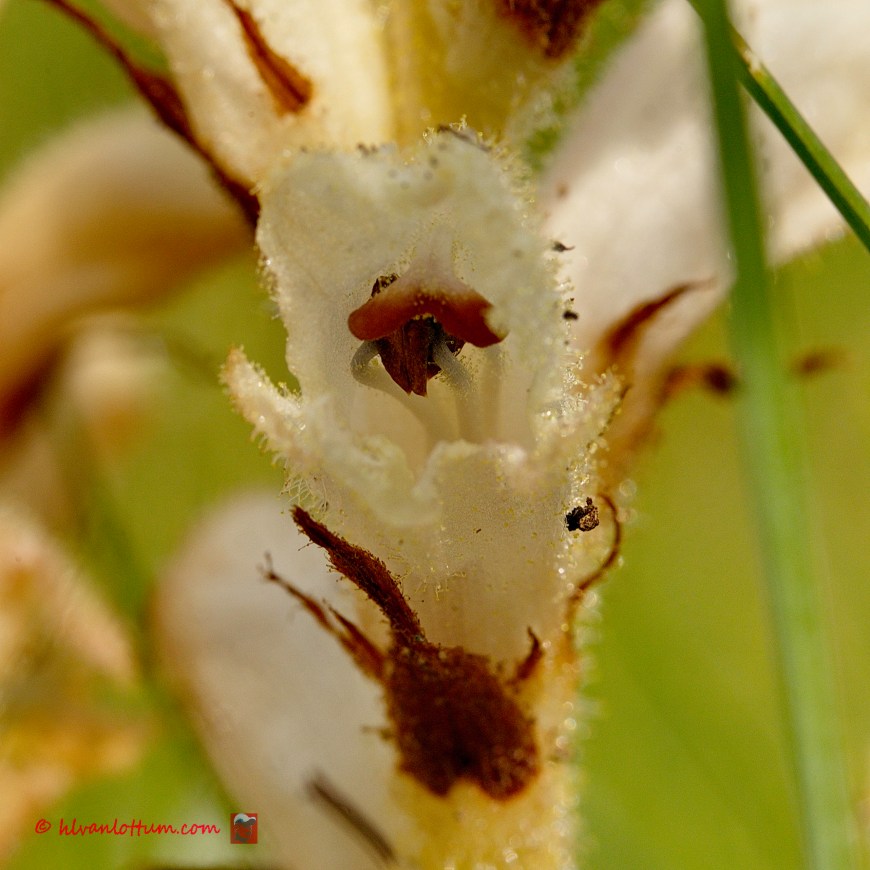 Walstrobremraap - Orobanche carophyllacea