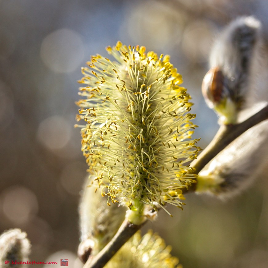 Boswilg - Salix caprea