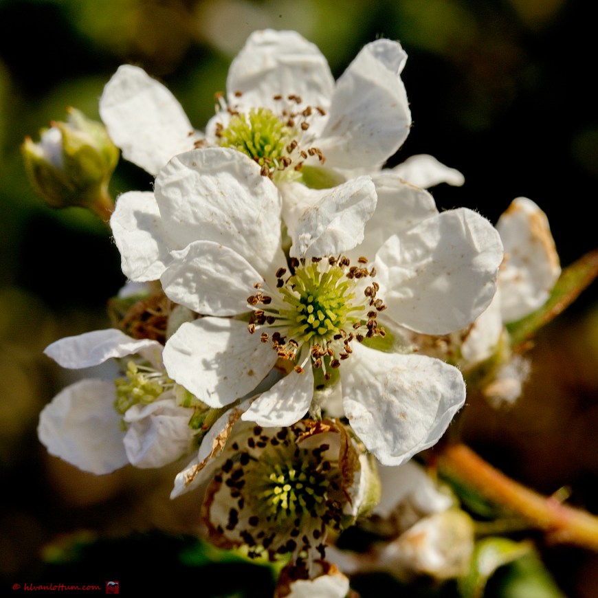 Zwarte braam - Rubus sec rubus