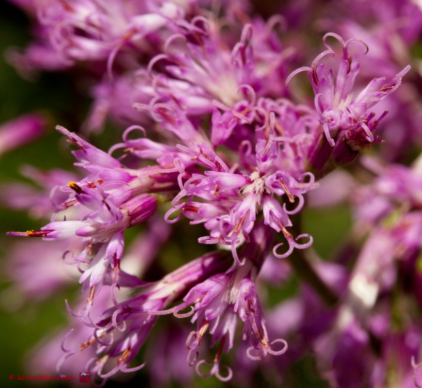 Adenostyles alliariae