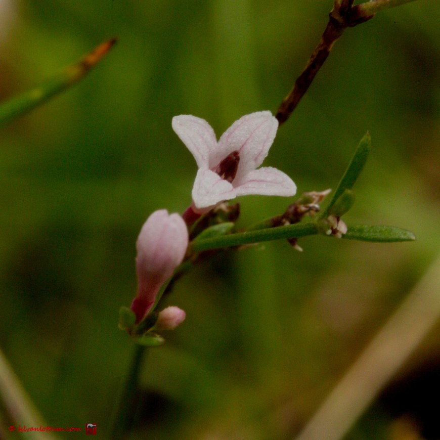 Kalkbedstro - Asperula cynanchica
