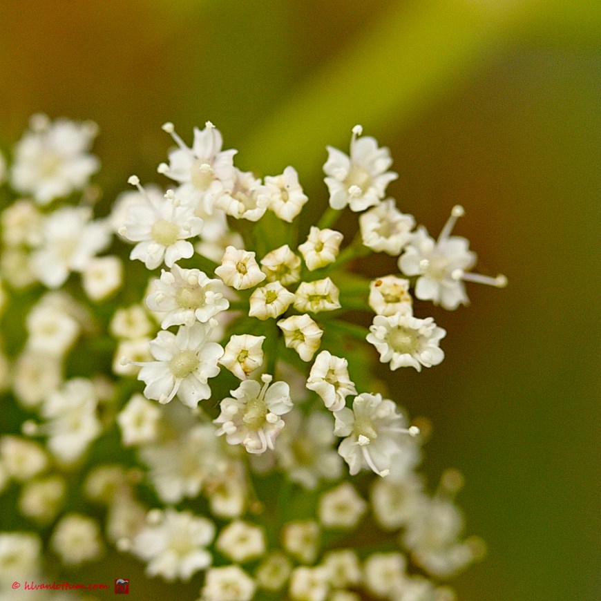 Kleine watereppe - Berula erecta