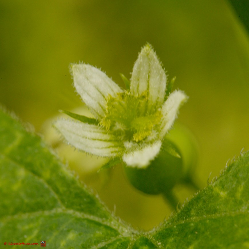 Heggenrank - Bryonia dioica