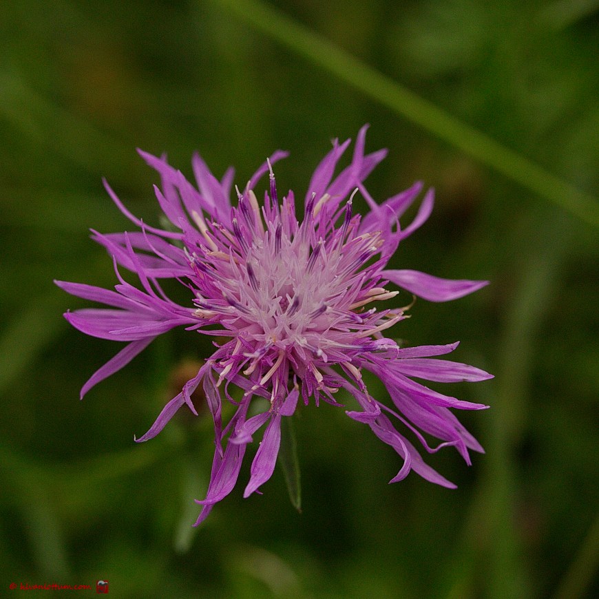 Knoopkruid - Centaurea jacea