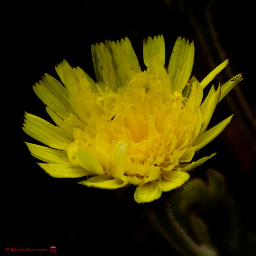 Muurwitlof - Andryala integrifolia